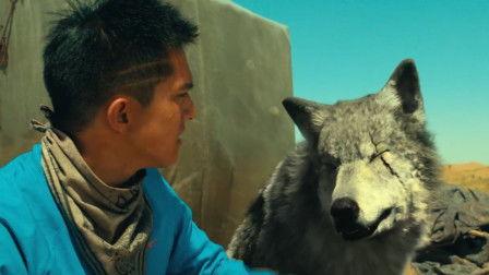 狼有在线观看,揭秘神秘狼族传奇